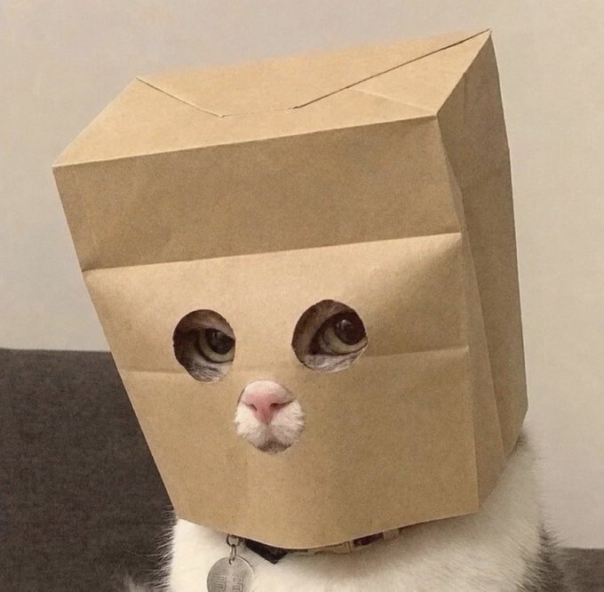 A white cat wearing a brown paper bag over its head with cutouts for its eyes and nose to see through.
