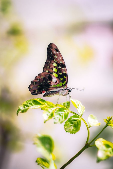 A close-up photograph of a dark butterfly with light green spots resting on a leafy green plant, with a softly blurred background.