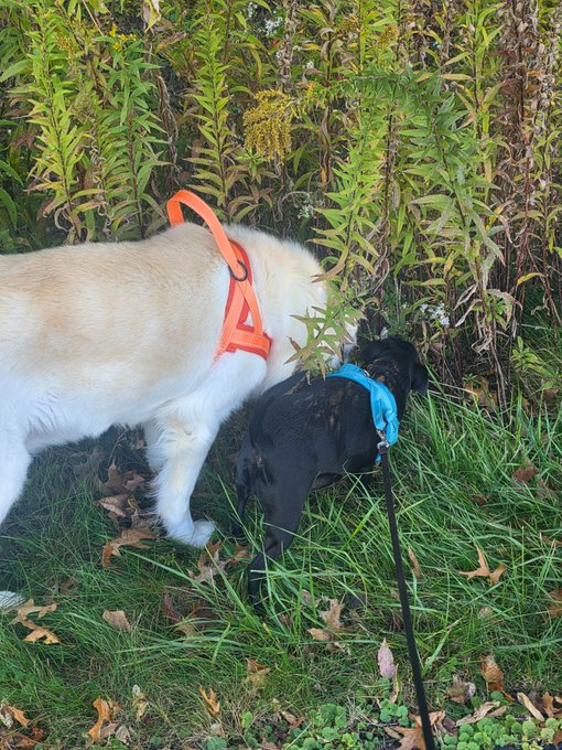 Two dogs, a larger light-colored one in an orange harness and a smaller black one with a blue bandana on a leash, are sniffing around the base of a tall green plant outdoors.