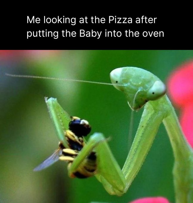 A meme features a close-up photo of a green praying mantis holding a captured bee, topped with the text 'Me looking at the Pizza after putting the Baby into the oven'.