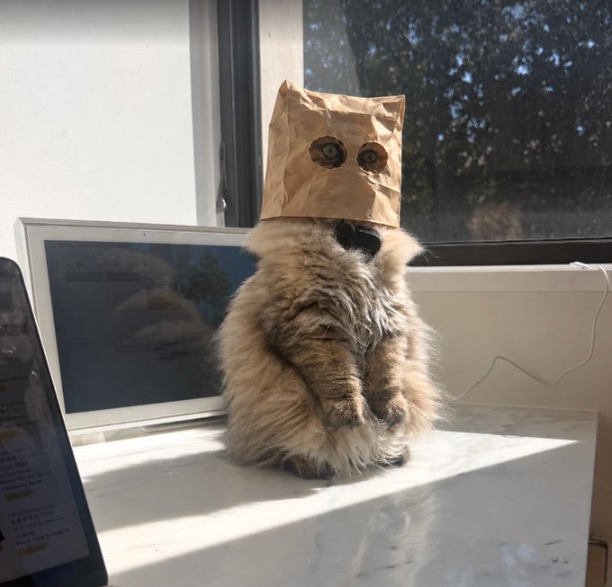 A fluffy cat sits on a desk wearing a brown paper bag with eye holes cut out, positioned in front of a computer monitor and window.