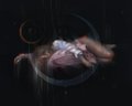 An aerial view of an octopus in dark water with its tentacles spread outward around a central body.