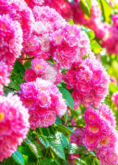 A vivid close-up photograph of clusters of bright pink and light pink roses with green foliage, likely a double-flowered rose variety, captured in natural sunlight.