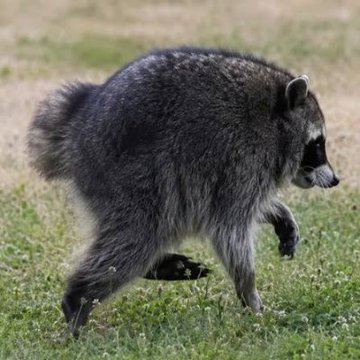 A raccoon trots across a grassy field, its masked face and bushy tail on full display. The image playfully ties into the $JIMOTHY post—likely referencing the raccoon's reputation as a sneaky, scrappy critter, fitting for a coin climbing the ranks to 18th most valuable in the pumpfun ecosystem.