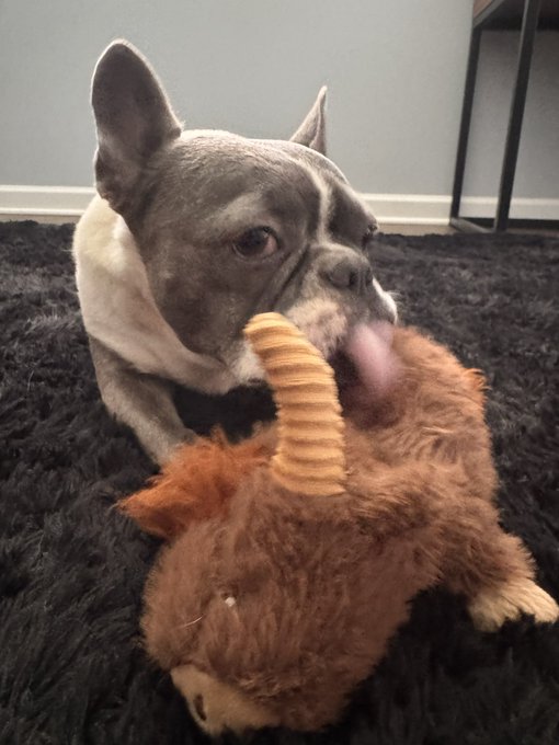 A gray and white French Bulldog lies on a shaggy black rug, playfully biting a brown stuffed animal with a striped rope tail. The image captures Luna mid-play, matching the caption "Luna is up and playing."