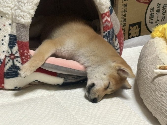 A sleepy Shiba Inu puppy rests peacefully under a cozy red and white blanket, with a cardboard box featuring Japanese text (宇部湯田, サやっと、ずつ, and other characters) visible in the background. The caption "I fell asleep... (´･ω･`)" perfectly captures the pup's drowsy expression and relaxed, drooping pose as it dozes off.