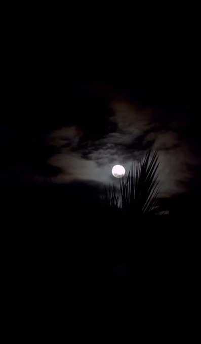A nighttime photograph showing a bright full moon partially veiled by wispy clouds, with the dark silhouette of palm fronds visible in the foreground.