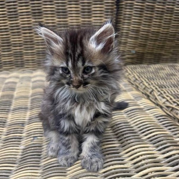 A small, fluffy tabby kitten with large ears sitting on a woven wicker chair.