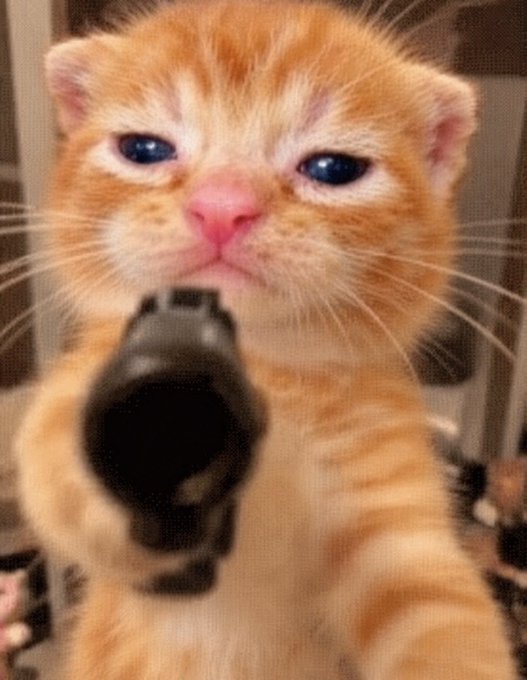 A close-up shows an orange tabby kitten looking directly at the camera with a serious expression while holding a black handgun in its paws.