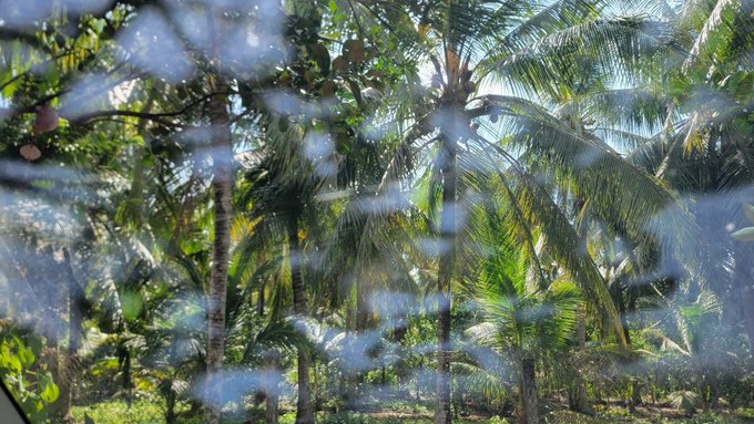 A view of tall palm trees and lush green foliage seen through what appears to be a slightly dirty or textured glass surface, with sunlight filtering through the leaves.