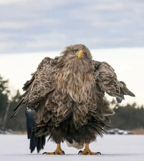A white-tailed eagle (or similar raptor) stands puffed up in the snow, its feathers fluffed against the cold, looking majestic and weathered.

The image of the puffed-up eagle mirrors the post's narrative about the evolution of public blockchains: just as the bird has grown into its full, layered plumage, the blockchain space is "fluffing up" and expanding from a single chain (Bitcoin) into a more textured ecosystem of many specialized chains, with Ethereum marking a key stage in that maturation.