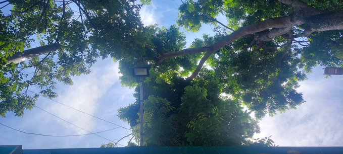 An upward view of green tree branches and leaves against a partly cloudy blue sky, with a street lamp and power lines visible.