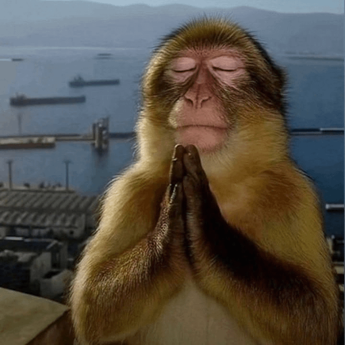 A monkey with closed eyes and hands pressed together in a prayerful, grateful pose stands before a scenic harbor backdrop, perfectly capturing the spirit of "me thanking Solana for existing."
