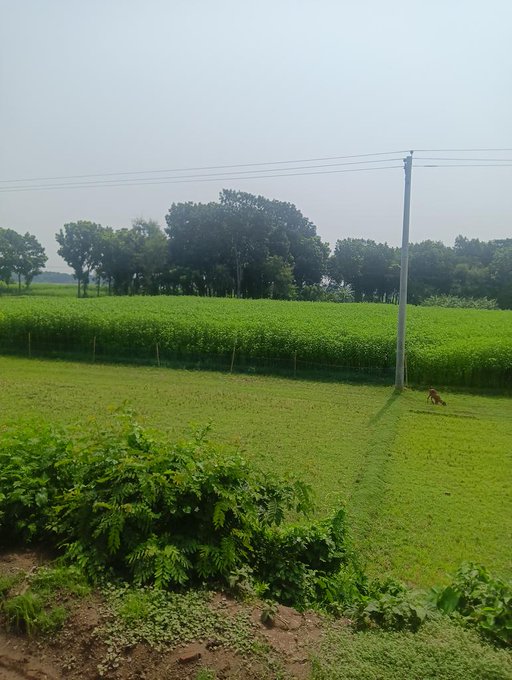 The image shows a large green field with trees in the background, possibly indicating that this scene takes place in India or another country where agriculture is prevalent. The photo has been captioned with a link to a social media account, suggesting that someone who viewed the image might be interested in sharing it with their friends or followers on platforms like Instagram or Facebook.