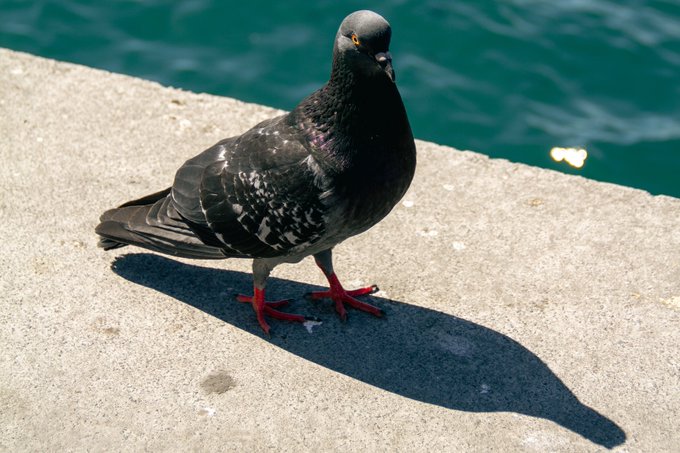 A pigeon stands on a concrete ledge beside teal water, casting a sharp shadow in bright sunlight. The post references the Tezos NFT marketplace objkt.com with a 20th edition token, suggesting the bird imagery accompanies an NFT artwork listing.