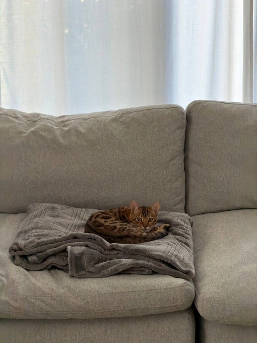 A Bengal cat with distinctive spotted markings curled up on a folded gray blanket, resting on a beige couch in front of sheer white curtains.