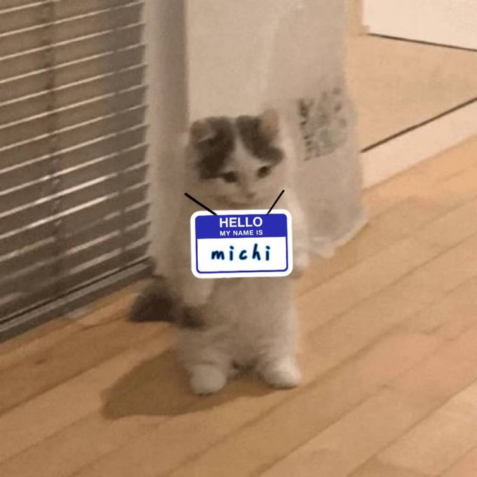A fluffy kitten named Michi wears a "Hello, My Name Is Michi" name tag, as if saying "nice to meet you" to the viewer.