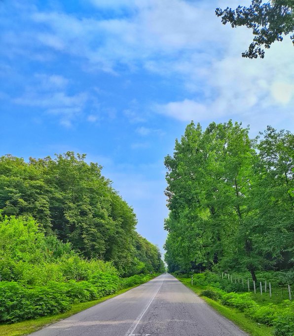 A scenic view of an empty paved road stretching into the distance, lined on both sides by lush green trees and foliage under a bright blue sky with scattered white clouds.