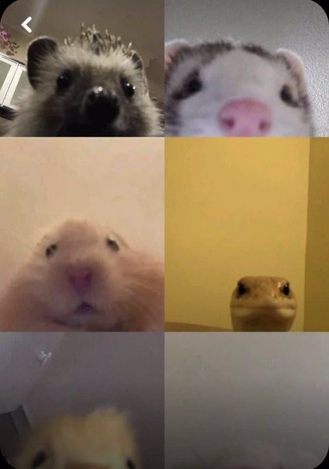 A collage of six close-up photos of small animals including a hedgehog, ferret, hamster, and lizard looking at the camera.