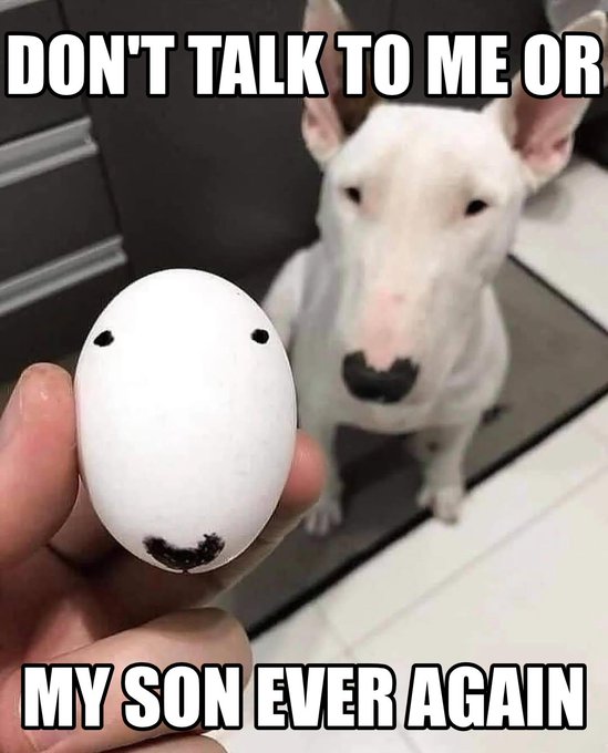 A meme image shows a hand holding a white egg with two small dot eyes and a curved mouth drawn on it, with a Bull Terrier dog in the background that has similar facial markings. The text reads: 'DON'T TALK TO ME OR MY SON EVER AGAIN.'