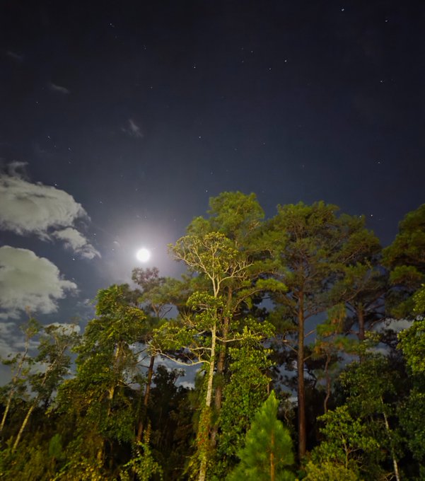 A nighttime scene of a forest canopy with tall trees under a starry sky, with a bright moon shining through the clouds.