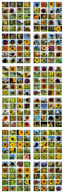 A grid collage containing numerous small photographs of various sunflower varieties in different colors and stages of bloom.