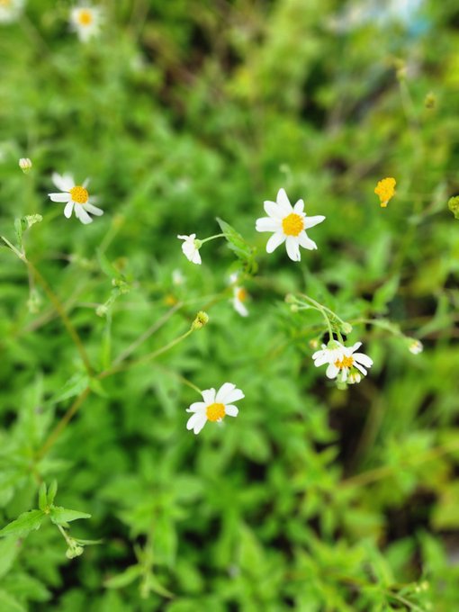 A close-up photograph of small white daisy-like flowers with yellow centers blooming among green foliage.