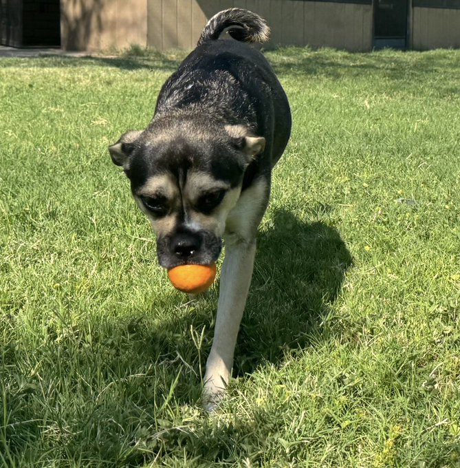 A black and tan dog walks across a sunny green lawn carrying an orange ball in its mouth.