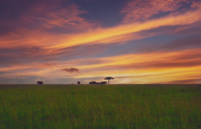 A sunset landscape over a grassy savanna with silhouettes of trees and possibly animals on the horizon beneath an orange and purple sky.