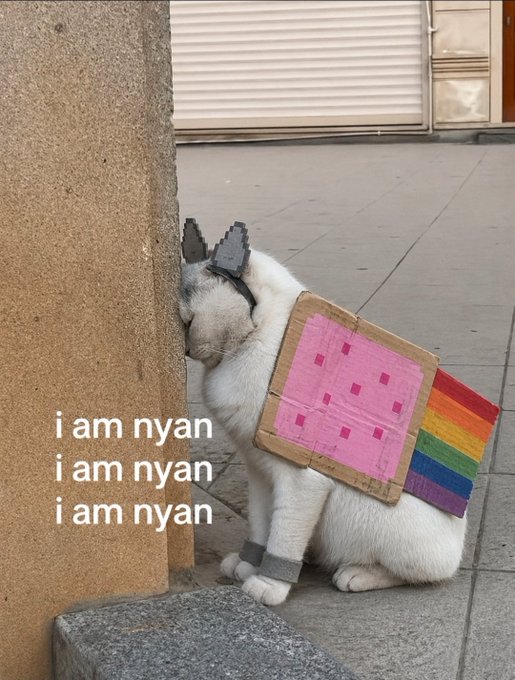 A white cat wearing a pixelated cardboard Nyan Cat costume (with the pink pop-tart body and rainbow tail) sits against a wall, with the text 'i am nyan' repeated three times beside it.
