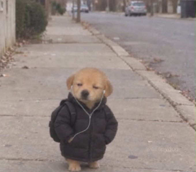 An adorable golden retriever puppy wearing a black puffer jacket and white earphones, standing on a sidewalk with the watermark '@eeepydog'.