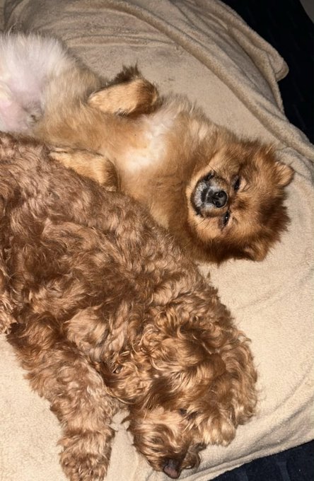 Two small, curly-haired dogs lie closely together on a soft tan blanket, resting peacefully.