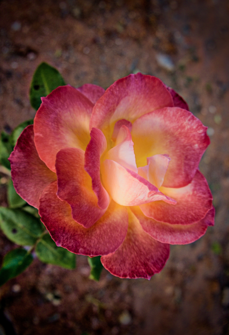 A close-up photograph of a blooming rose with vibrant pink petals fading into a yellow center, set against a blurred earthy background.