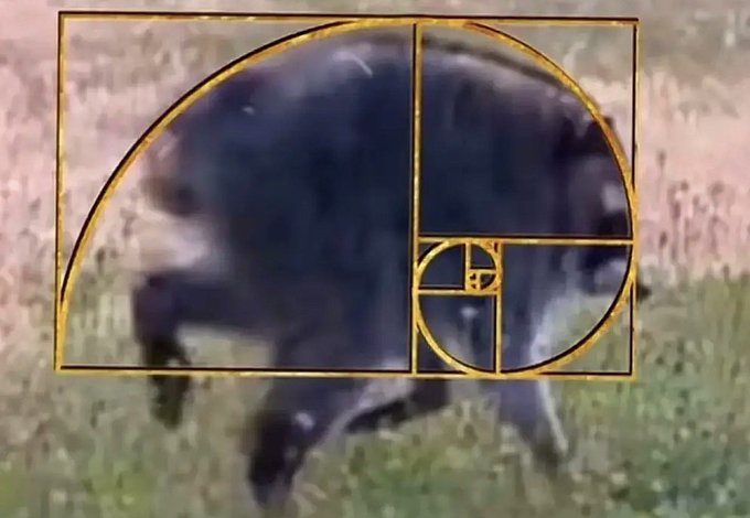 A small dark animal, possibly a badger, grazes in a grassy field overlaid with a golden Fibonacci spiral rectangle, illustrating the mathematical golden ratio.
