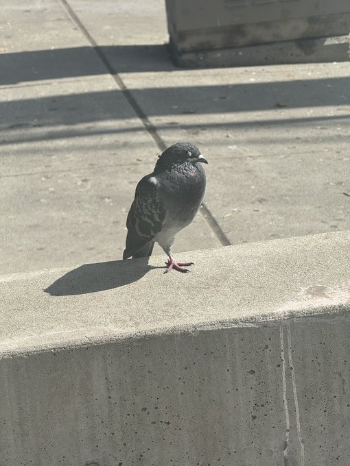 A black and grey pigeon standing on a concrete ledge with its shadow cast on the surface, with what appears to be train tracks or a platform in the background.