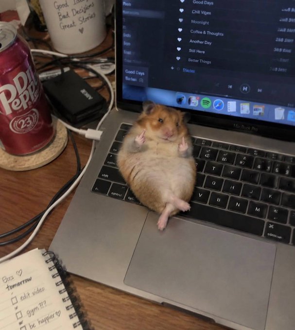 An adorable golden hamster lying on its back on a MacBook Pro keyboard with its little paws in the air, next to a can of Dr Pepper and a mug reading 'Good Times, Bad Decisions, Great Stories,' while a lo-fi playlist plays on the screen.