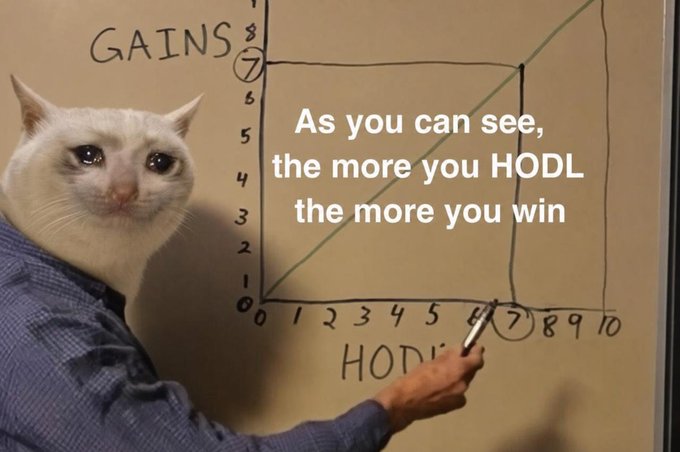 A white cat wearing a blue shirt stands in front of a hand-drawn graph on a whiteboard, pointing to a plotted point with the caption "As you can see, the more you HODL the more you win." The graph plots GAINS on the y-axis against HODL on the x-axis with a positive linear trend from (0,0) to (7,7), humorously reinforcing the post's message that holding $cashcat long-term leads to greater rewards than active trading.