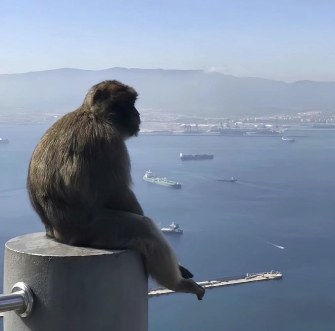 A Barbary macaque sits on a concrete post overlooking a blue bay dotted with cargo ships and a distant coastal city.