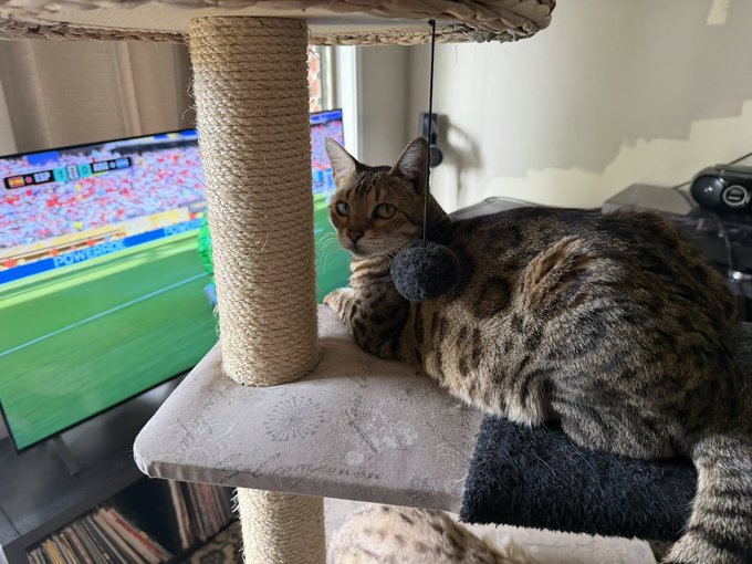 A tabby cat lounging on a carpeted cat tree platform, with a soccer/football match playing on a TV screen in the background.