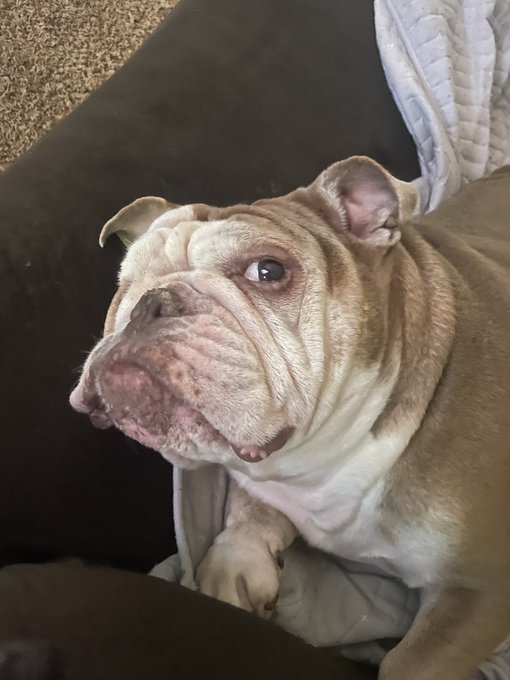 A close-up photo of a tan and white English Bulldog resting on a black surface with a gray blanket nearby.
