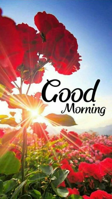 A 'Good Morning' greeting card featuring vibrant red flowers with sunlight streaming through them against a blue sky.