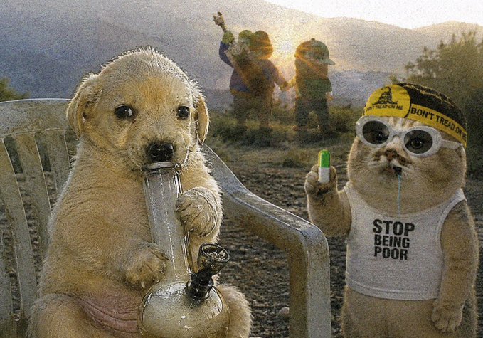 The image features a dog holding a pipe, with two other dogs wearing funny hats and sunglasses standing nearby. In the background, there are people dressed as cartoon characters, including one person wearing a hat that says "Don't Trump". The scene appears to be set in an outdoor area or park, possibly during sunset. 

The post seems to be promoting a message against Trumpism, with the dogs and their owners participating in a lighthearted protest by dressing up like cartoon characters. This humorous approach aims to draw attention to the issue at hand while also providing entertainment for viewers.