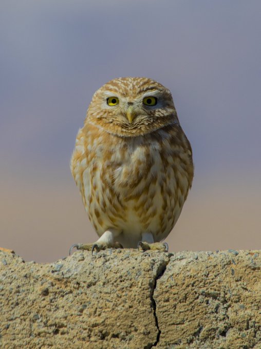 A small brown and cream owl with bright yellow eyes perches on a cracked, sandy rock against a blurred background.