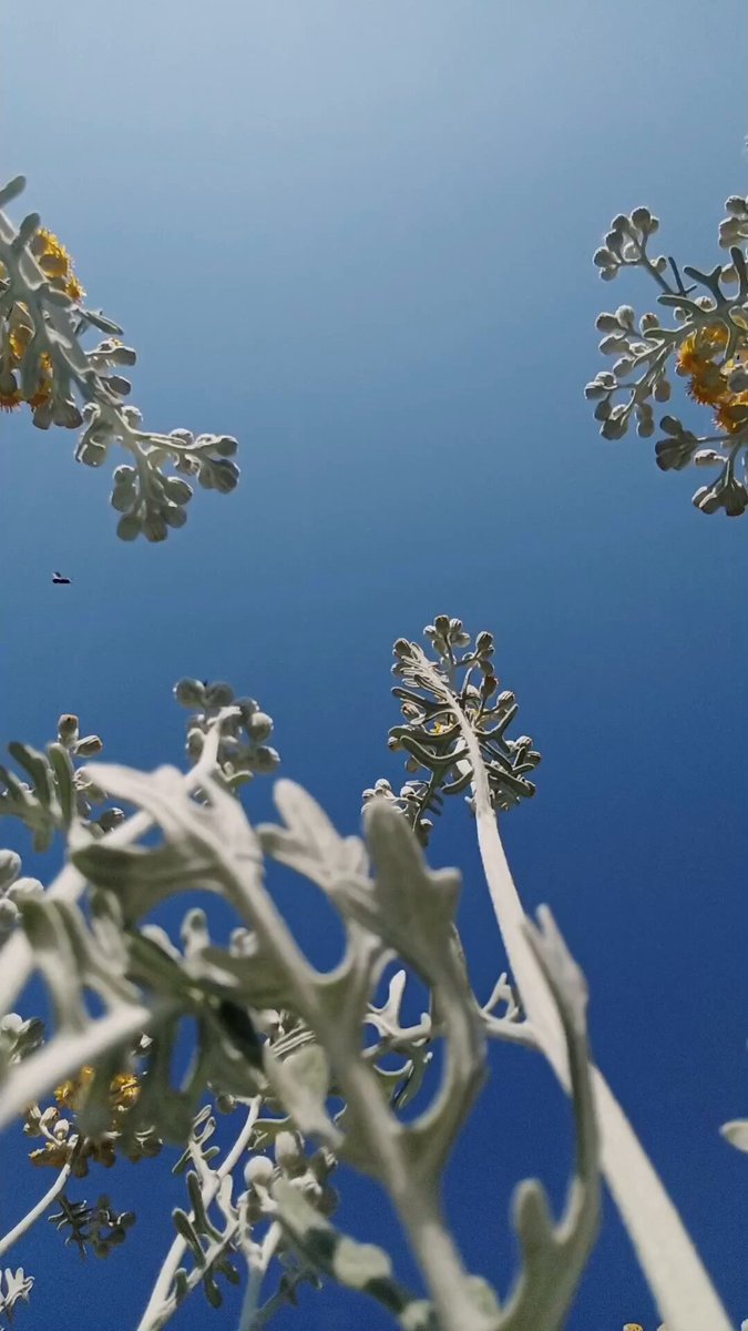 The image shows a close-up view of white flowers with green leaves against a blue sky background. There are no people or birds visible in the photo, but there is an interesting post about ARC (Artificial Reefs Australia) on social media that has caught the attention of many viewers.