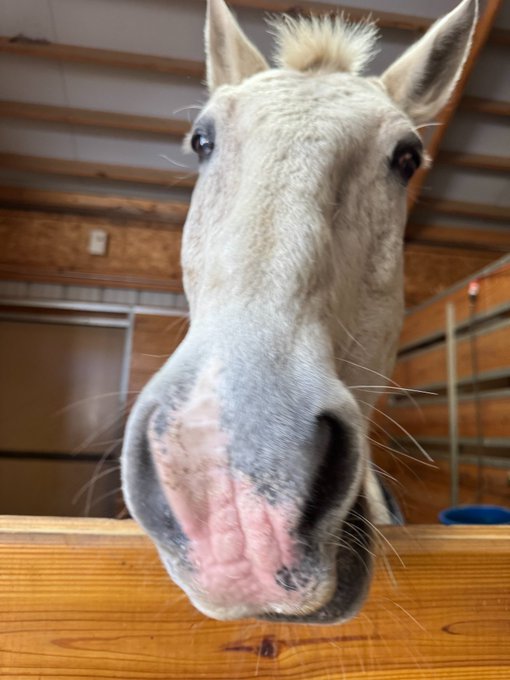 A close-up selfie of a light-colored horse or donkey inside a stable, with its face filling most of the frame, showing pink lips and nostrils, with wooden stall walls in the background.