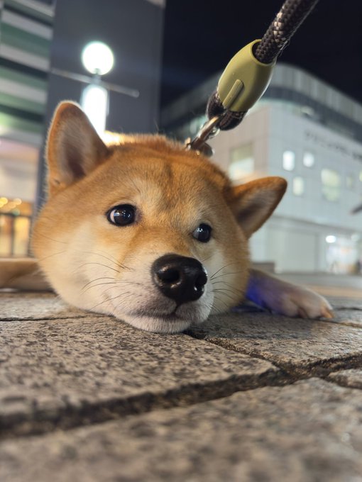 A Shiba Inu lies flat on the paved ground at night, attached to a leash, with its round face and alert eyes filling the frame from a low angle. The image humorously illustrates the post's joke, showing the dog's squished, pillow-like appearance as it rests on the pavement.