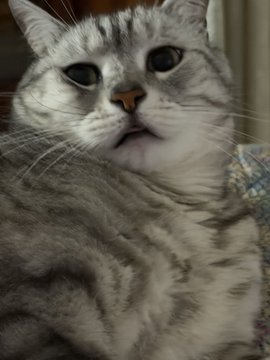 A close-up photograph of a tabby cat with green eyes looking directly at the camera.