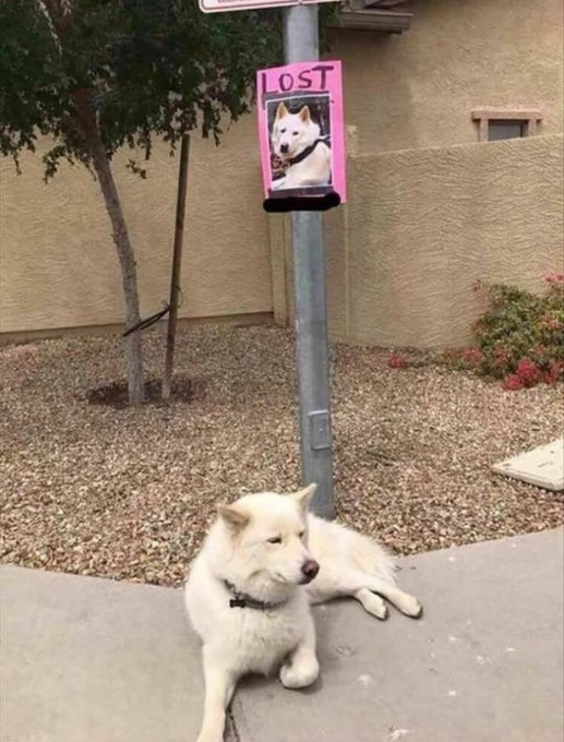 A white fluffy dog wearing a black collar lies on a sidewalk beneath a "LOST" poster featuring the dog's photo attached to a pole, humorously appearing to wait near its own lost pet notice.
