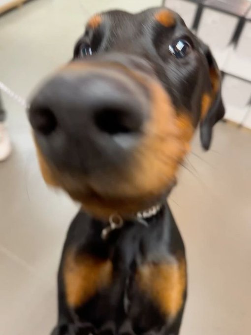 A close-up photo of a black and tan Doberman dog looking directly into the camera.