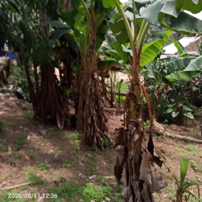 Outdoor photograph of banana trees with dry, peeling trunks in a garden or rural yard setting, timestamped 2026/08/11 12:36.